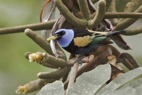 Blue-necked Tanager (Tangara cyanicollis), Ecuador