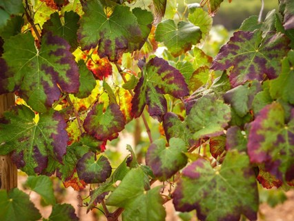 Close-up of colorful grape leaves in a Mallorca vineyard, showcasing the lush green and red hues.