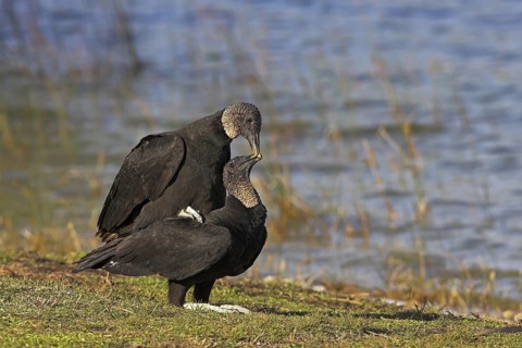 Black Vulture (Coragyps atratus) pair mating, Florida, USA