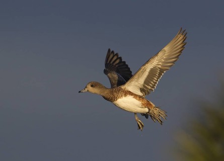 American Wigeon (Mareca americana) female flying, Florida, USA