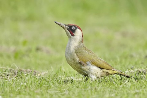 Adult, male; standing; grass; summer; UK
