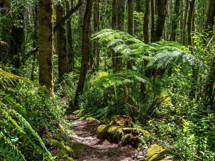Hiking path to viewpoint of glacier and volcano Michinmahuida, sector El Amarillo, Park Pumalin,