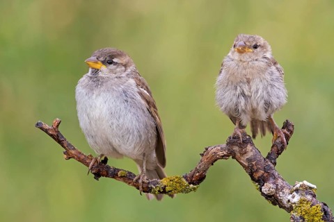 House sparrow (Passer domesticus), animals, birds, songbirds, sparrow family, two on perch,