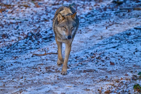A lone wolf walks confidently along a snow-spotted path, winter, wolf (Canis lupus), Germany
