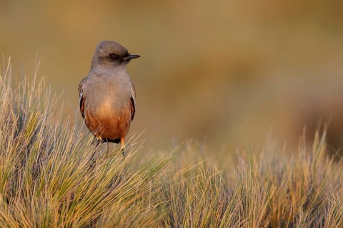 Chocolate-vented Tyrant (Neoxolmis rufiventris) perched on a grassy clump in Patagonia
