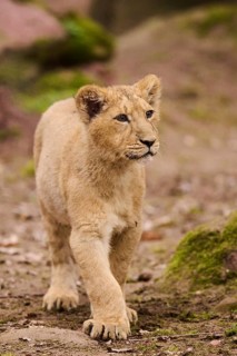Asiatic lion (Panthera leo persica) cub walking on the ground, captive