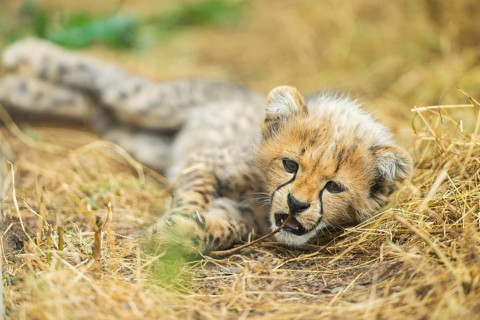 Cheetah (Acinonyx jubatus) youngster lying on a meadow, captive, occurrence Africa