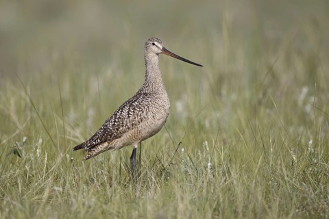 Marbled Godwit (Limosa fedoa), Montana, USA