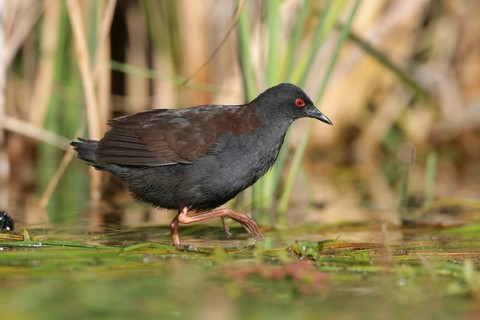 Spotless Crake (Porzana tabuensis), Victoria, Australia