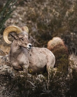 Captivating image of a desert bighorn sheep standing amidst the rugged terrain of the Santa Rosa