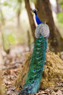 Blue peacock (Pavo cristatus), India, Khana National Park, dorsal view, Khana National Park,