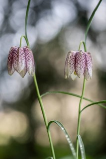 Snake's Head Fritillary (Fritillaria meleagris), Emsland, Lower Saxony, Germany