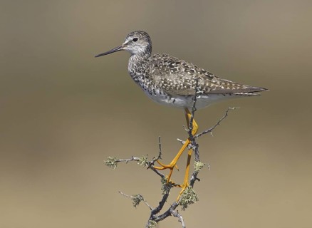 Lesser Yellowlegs (Tringa flavipes), Manitoba, Canada