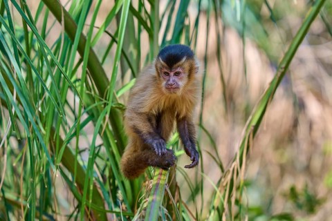 A capuchin monkey sits on a branch and seems to be curiously observing its surroundings, Capuchin
