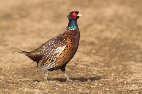 Common Pheasant (Phasianus colchicus) male, Bavaria, Germany
