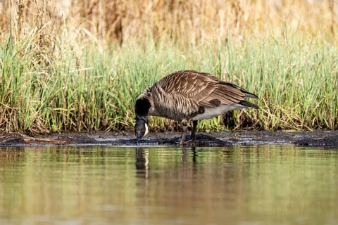 Canada goose (Branta canadensis), drinking, Vulkaneifel, Rhineland-Palatinate, Germany