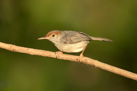 Cambodian Tailorbird (Orthotomus chaktomuk) female perched on a branch, Phnom Penh, Cambodia
