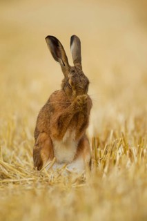 European brown hare (Lepus europaeus) adult animal washing its face in a farmland stubble field in