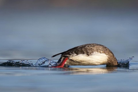 Red-breasted Merganser (Mergus serrator) female, British Columbia, Canada