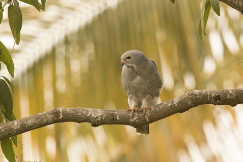Lizard Buzzard (Kaupifalco monogrammicus), Gambia