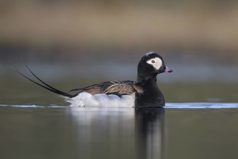Long-tailed Duck (Clangula hyemalis) male, Alaska, USA