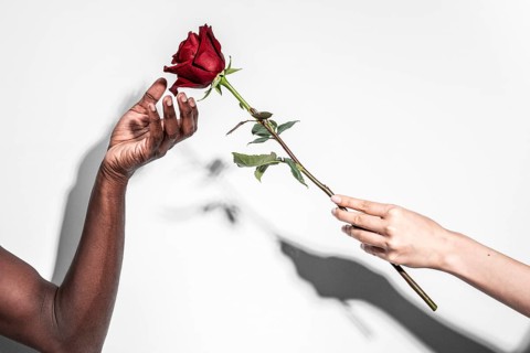 Hands of a multiethnic man and woman exchange a red rose against a white background, symbolizing