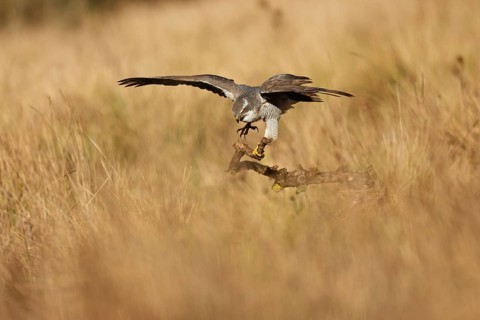 A female Northern Goshawk gracefully gliding over a golden grass field, about to perch on a branch.