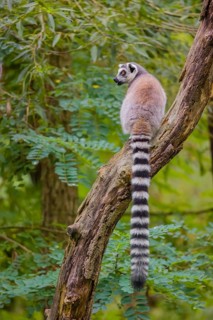 A ring-tailed lemur (Lemur catta) stands high up on a branch of tree with fresh green leafs