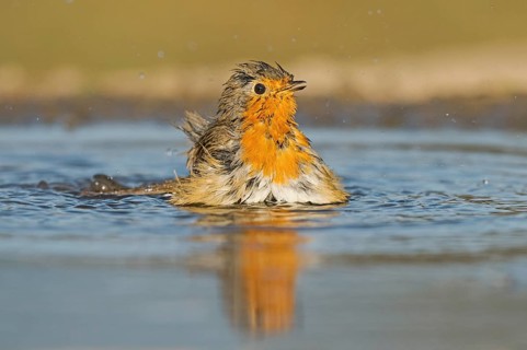 European Robin (Erithacus rubecula) bathing at a waterhole, Aosta Valley, Italy