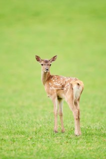 Red deer (Cervus elaphus) fawn standing on a meadow in the mountains in tirol, Kitzbühel, Wildpark