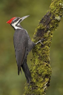 Pileated Woodpecker (Dryocopus pileatus), British Columbia, Canada