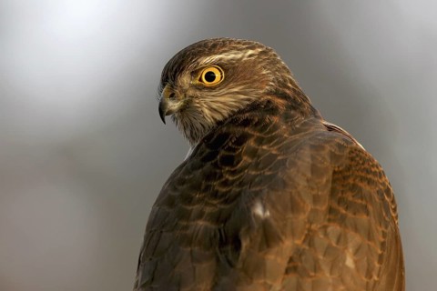 Eurasian Sparrowhawk (Accipiter nisus), Baden-Wuerttemberg, Germany