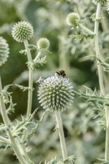 Spherical thistle (Echinops sphaerocephalus), Sarastro Stauden, Ort im Innkreis, Upper Austria,