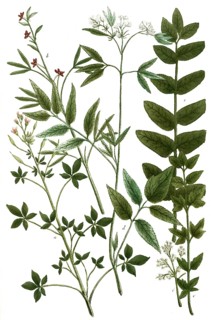 Botany, plants, a. sinapistrum indicum, b. sinapistrum lusitanicum, c. sionseu apium palustre, d.