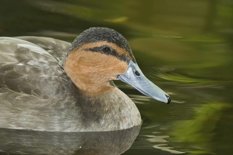 Philippine Duck (Anas luzonica), Florida, USA