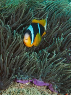 Allard's clownfish (Amphiprion allardi)