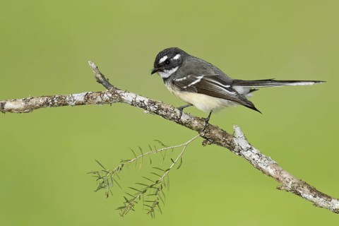 Grey Fantail (Rhipidura albiscapa), Queensland, Australia
