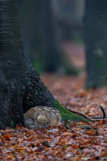 European hare (Lepus europaeus) in its nest on the trunk of a copper beech, camouflage, protection,