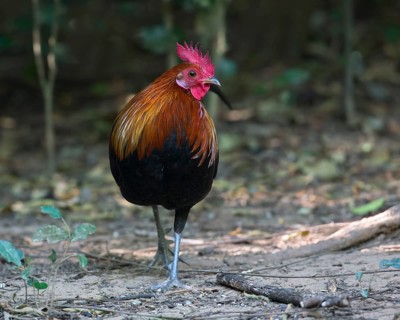 Red Junglefowl (Gallus gallus) male, Kaeng Krachan, Thailand
