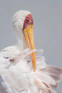 Yellow-billed Stork (Mycteria ibis), Mpumalanga, South Africa
