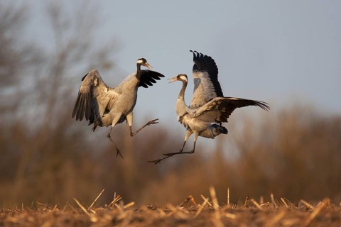 Common Crane (Grus grus) flying, Mecklenburg-Western Pomerania, Germany