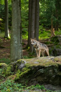 Wolf (Canis lupus) standing on a moss-covered rock and looking attentively, captive, Bavarian