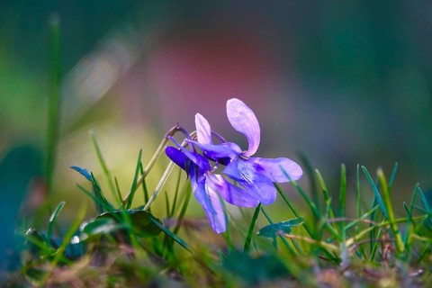 Violets in a garden, spring, Germany