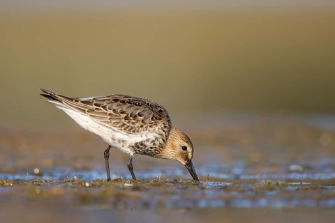 Dunlin (Calidris alpina) foraging, North Rhine-Westphalia, Germany