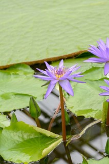 Nymphaea 'Director George T Moore', Botanic Garden, Federal Republic of Germany