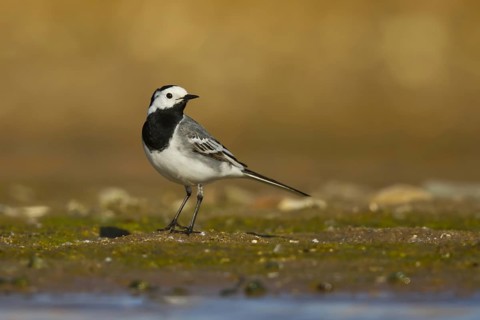 White Wagtail (Motacilla alba) at a waterhole, North Rhine-Westphalia, Germany