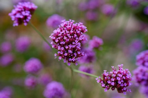 Purple flowers in a close-up that convey a summery and natural atmosphere, Germany