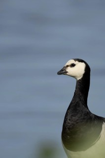 Barnacle goose (Branta leucopsis) adult bird head portrait, RSPB Minsmere nature reserve, Suffolk,