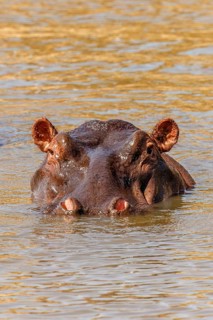 Hippopotamus (Hippopotamus amphibius) with only the head visible above the water and looking