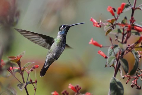 Rivoli's Hummingbird (Eugenes fulgens), Guatemala